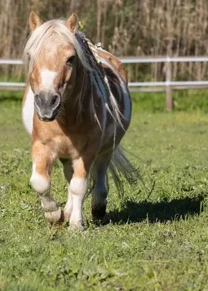 In Loving Memory of Falcon         A Gentle Soul Who Changed Lives