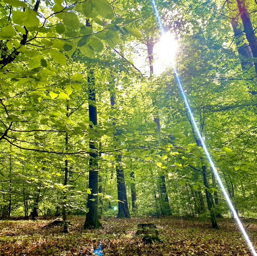 353636B3-0932-4F9B-92C3-6A2A4600DD0D_1_105_c.jpeg