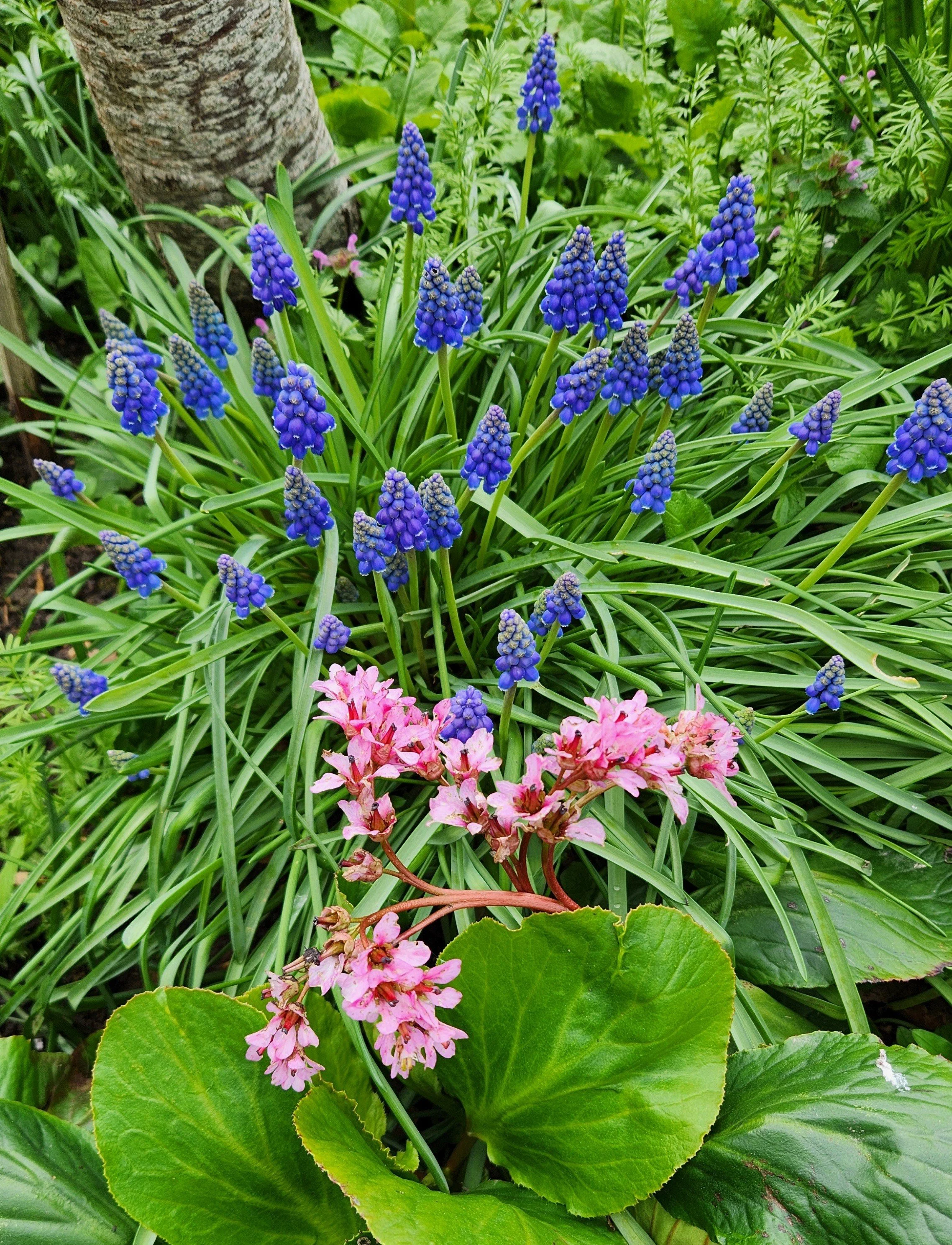 Mascari Bergenia March 2026.jpg