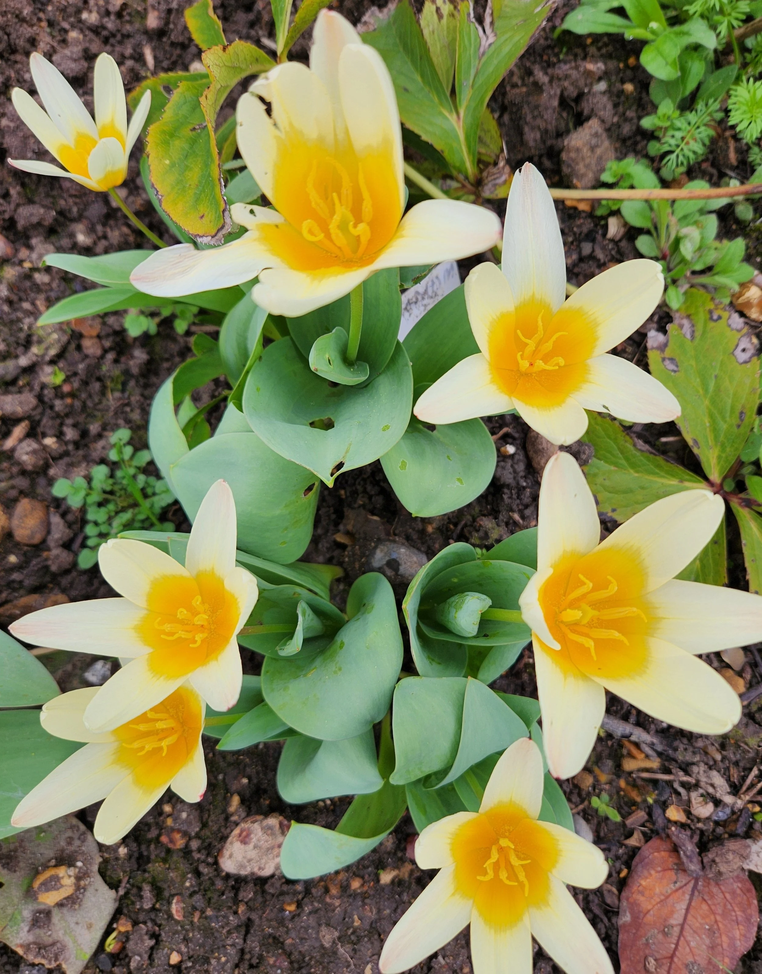 Mini Tulips March 2026.jpg