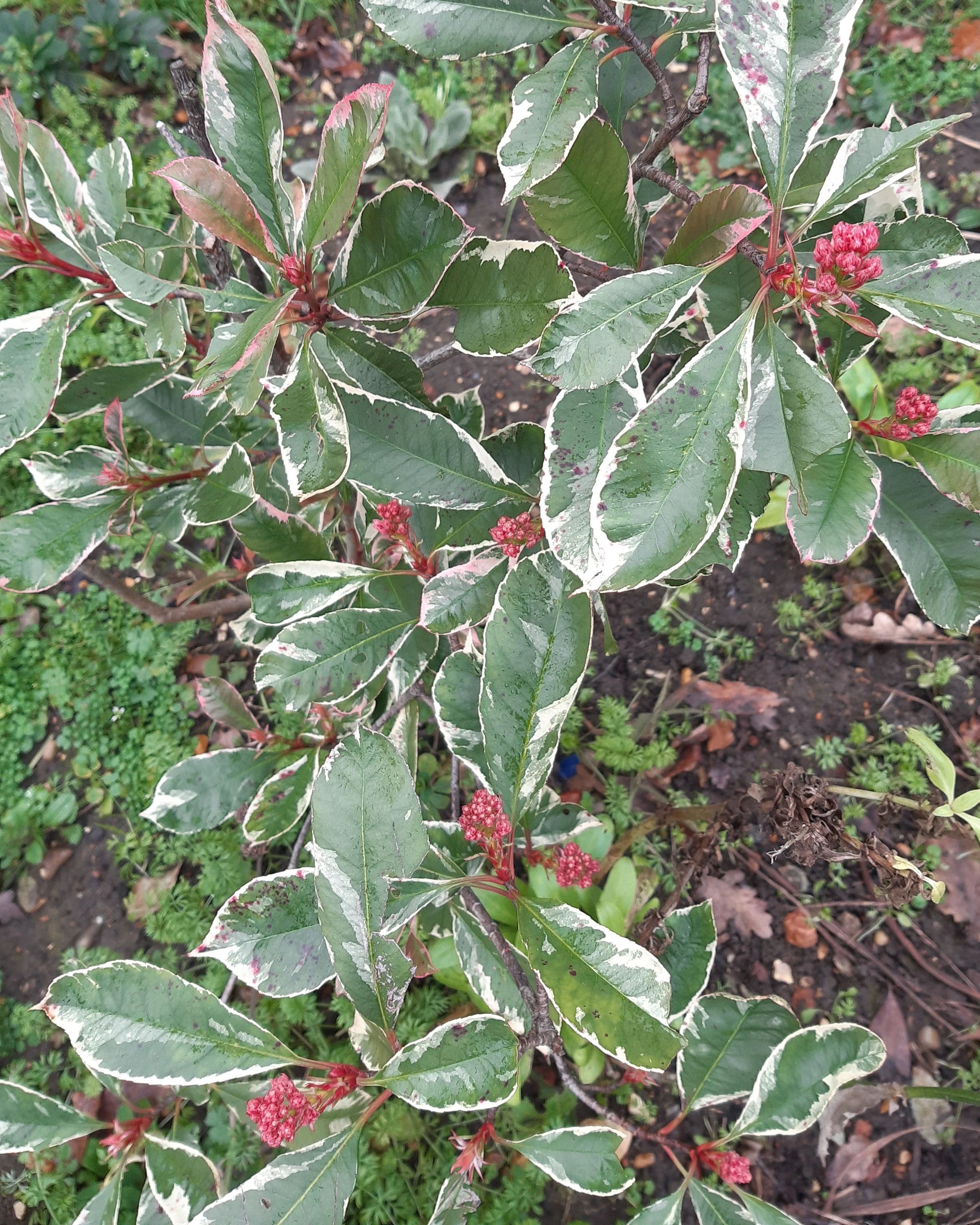Weigela March 2026.jpg
