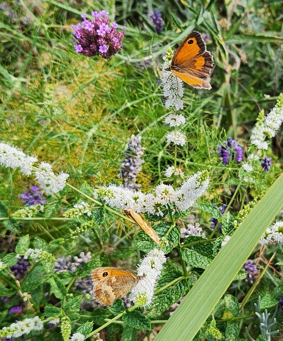 Butterflies on mint flowers July26.jpg