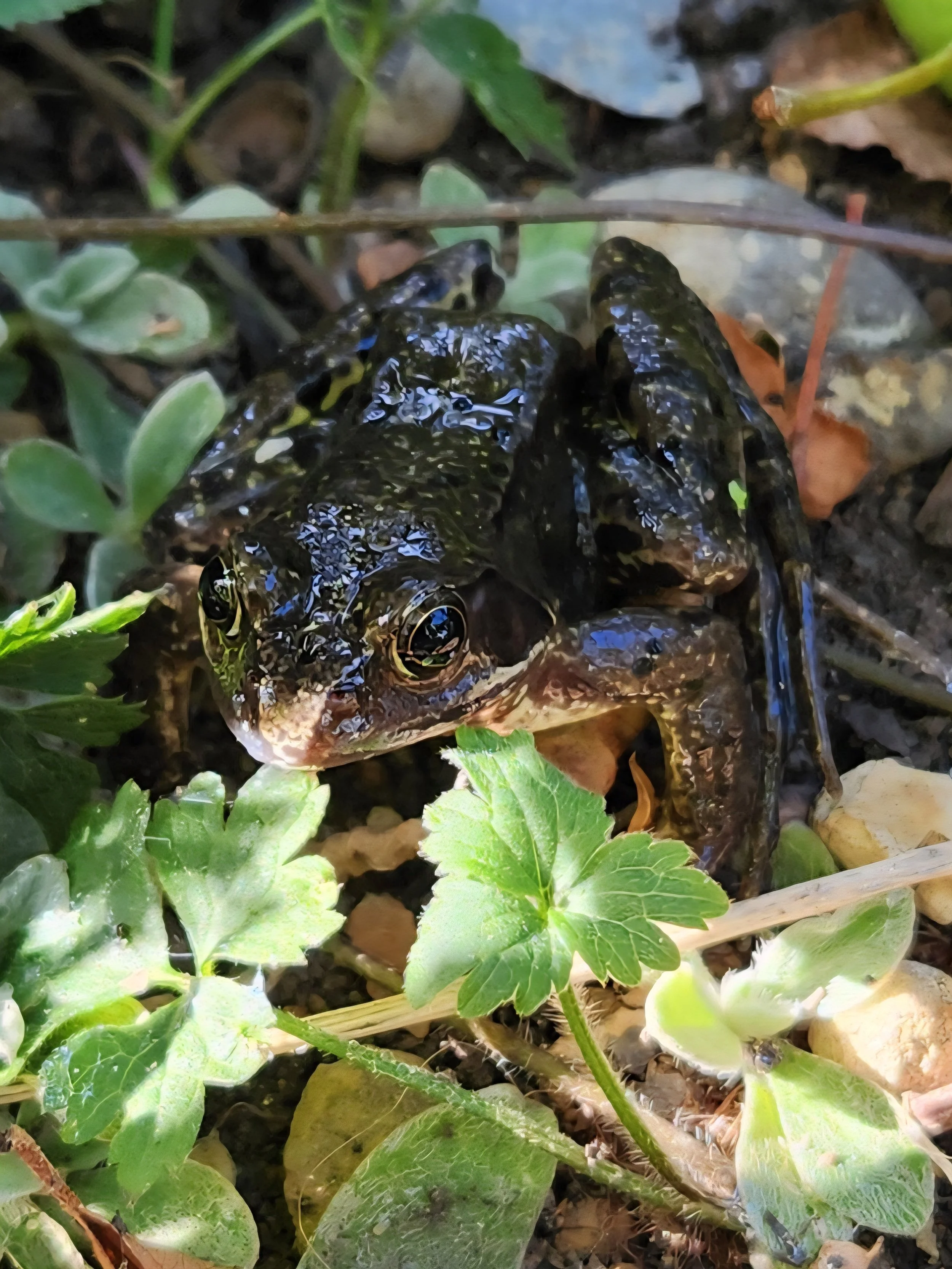 Frog July26.jpg