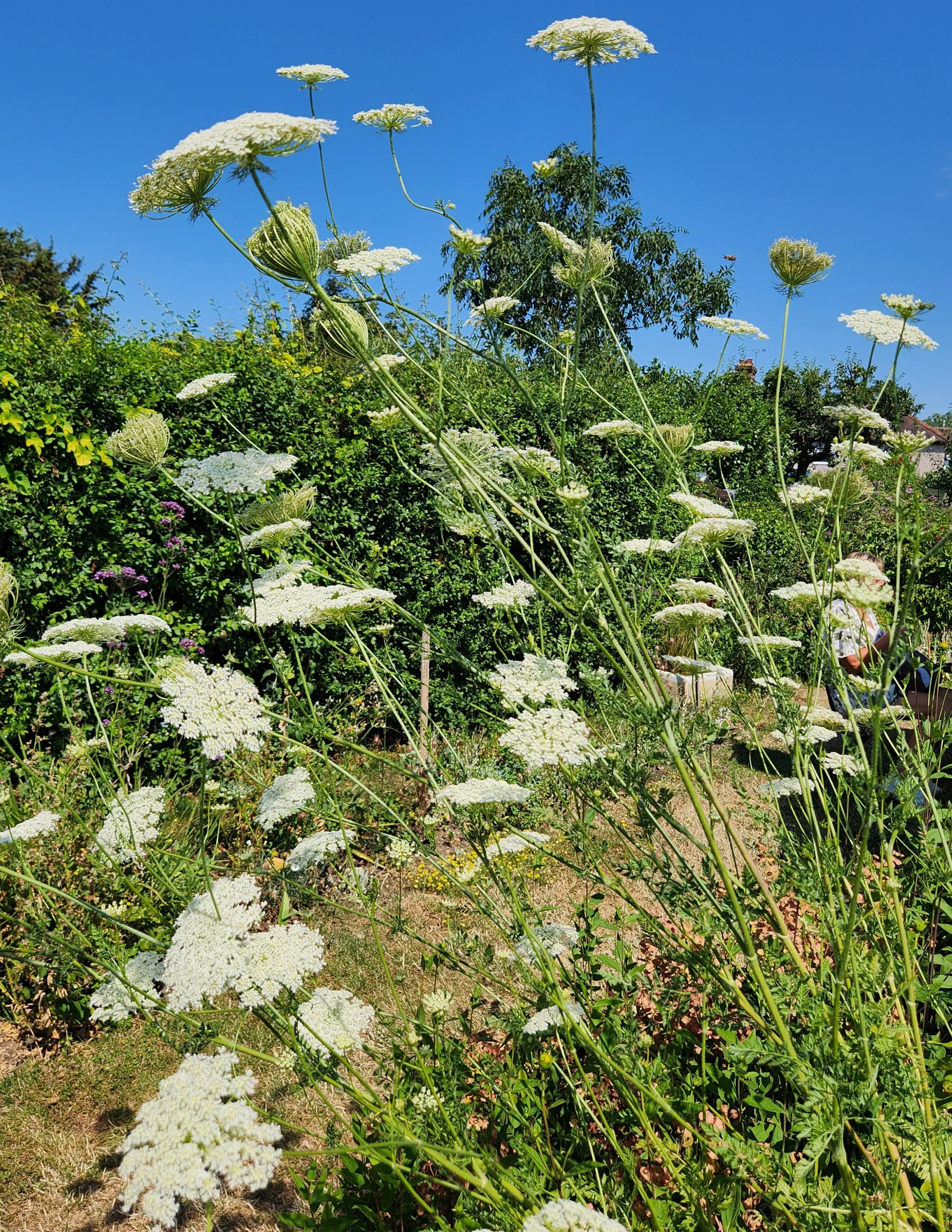 Wild carrot July26.jpg