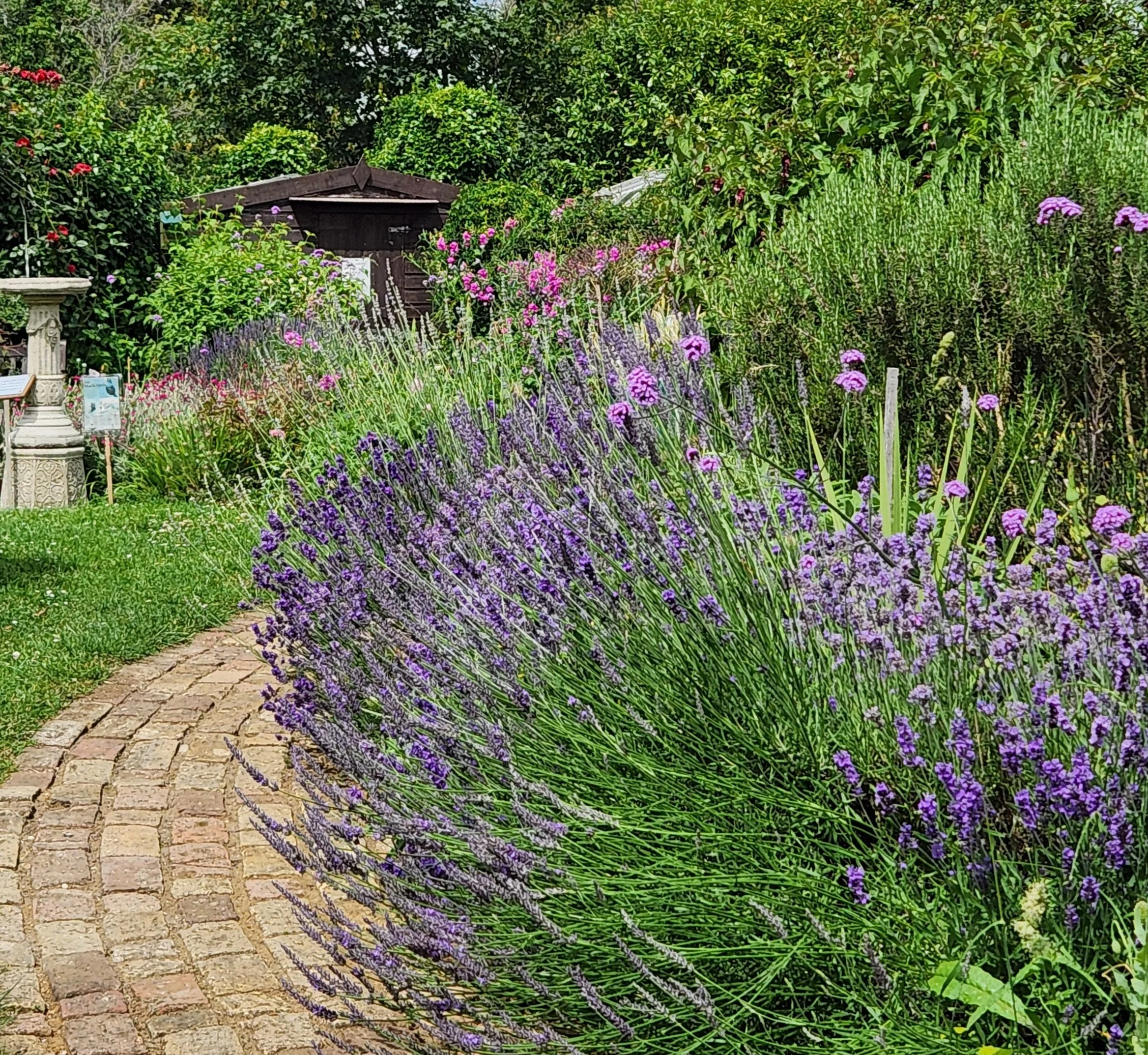 Lavendar and path July26.jpg