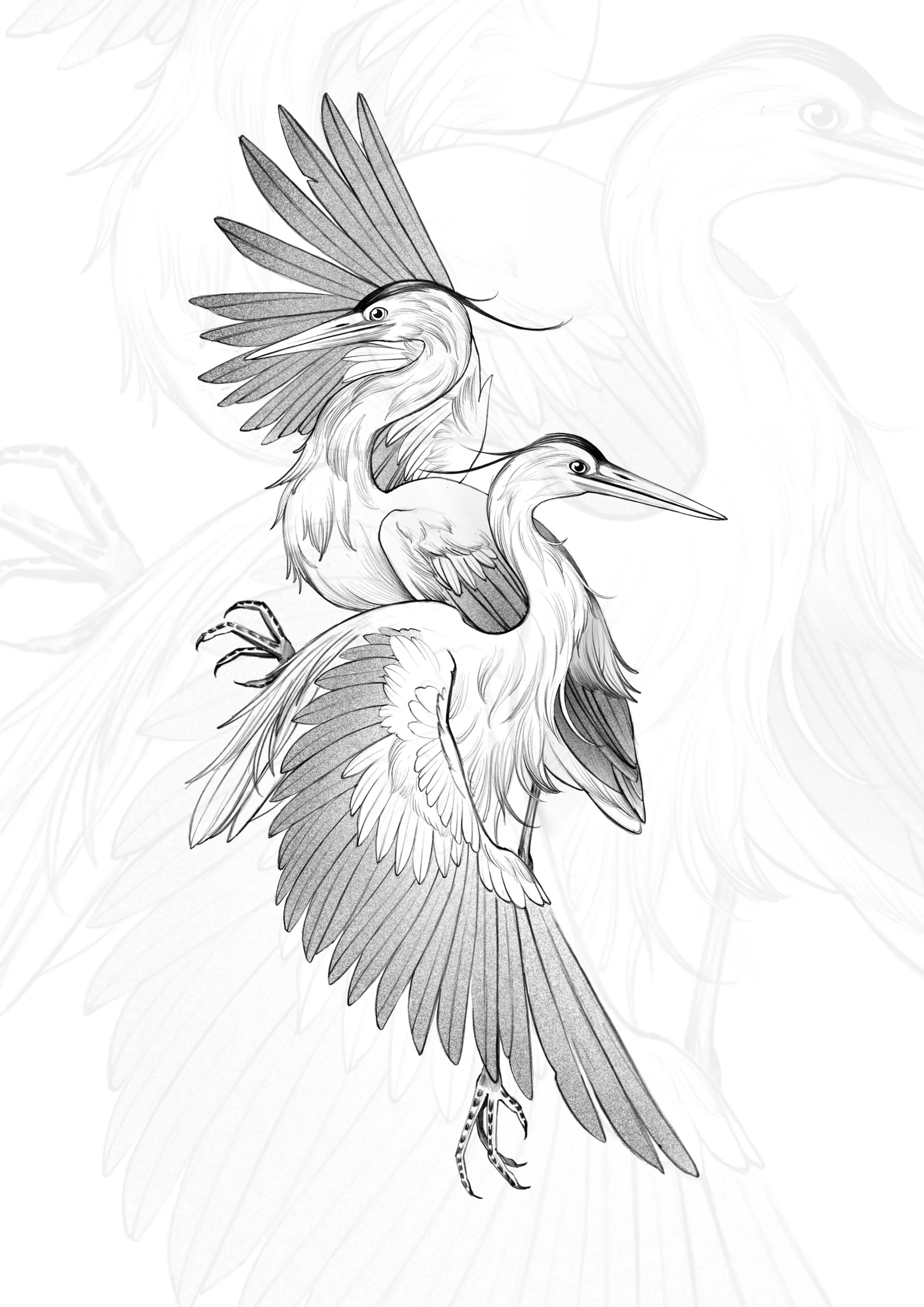 Heron (3 to 4 sessions)