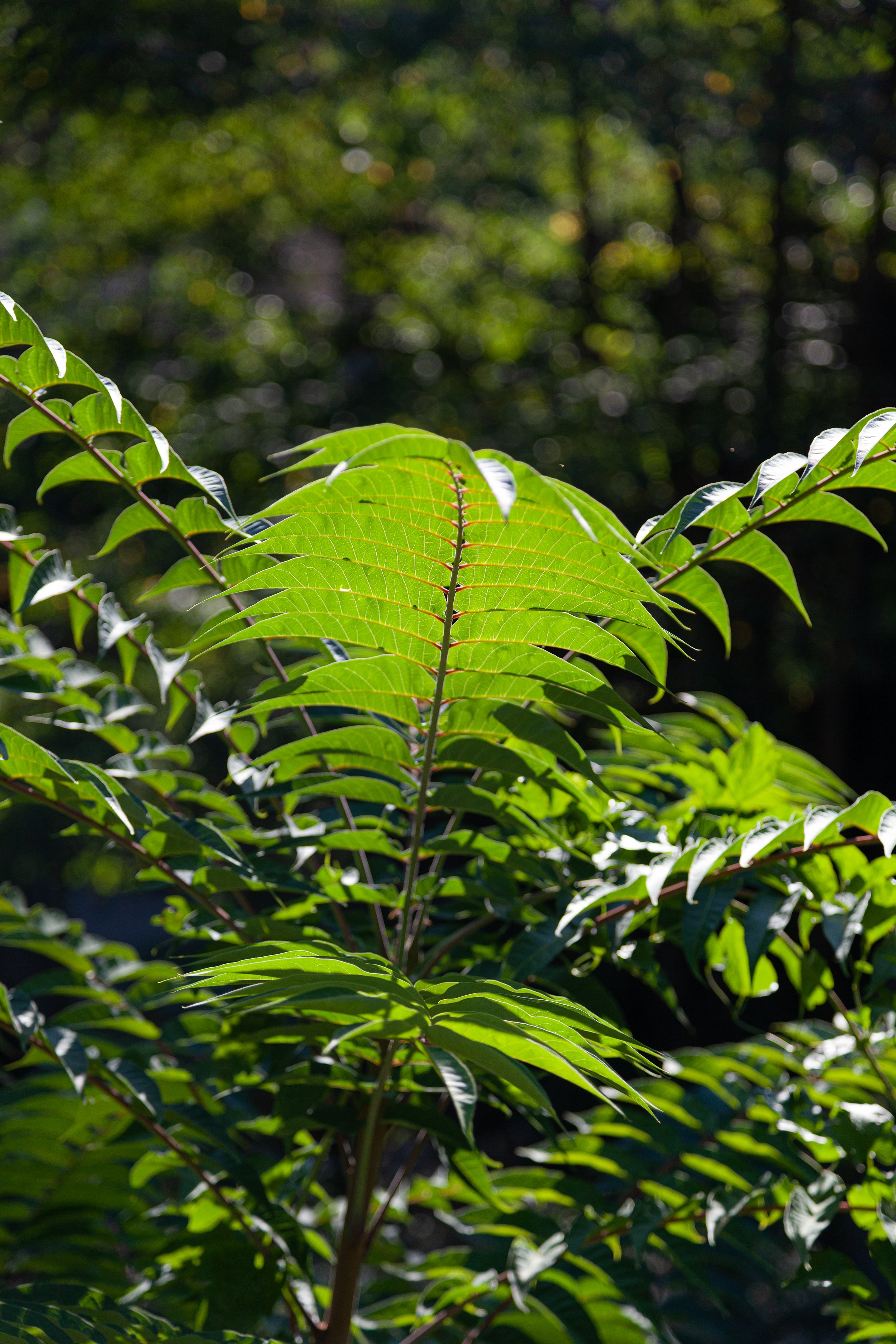 bisbille au sommet-06.jpg