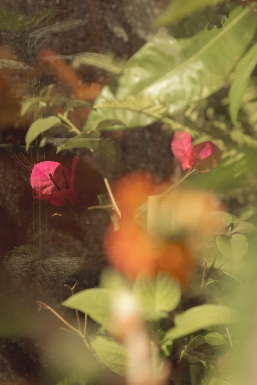 IGO-Akou-25 - Grande.jpeg