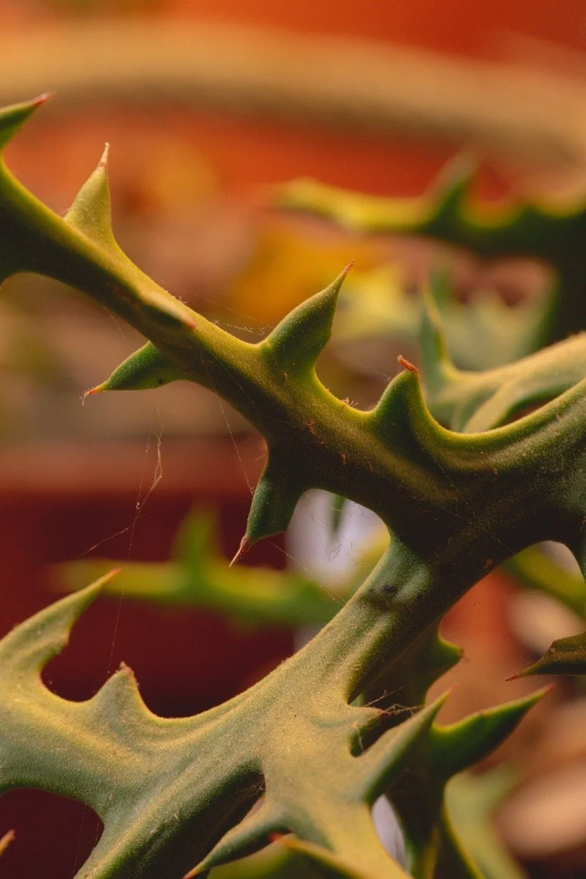 IGO-Akou-83 - Grande.jpeg