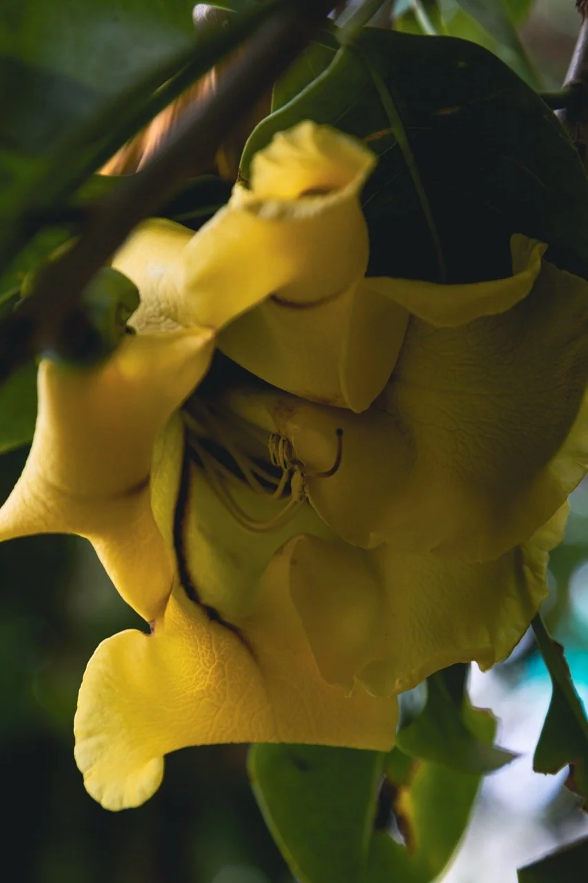 IGOSTUDIO-Akou-Jardinerie-215 - Grande.jpeg