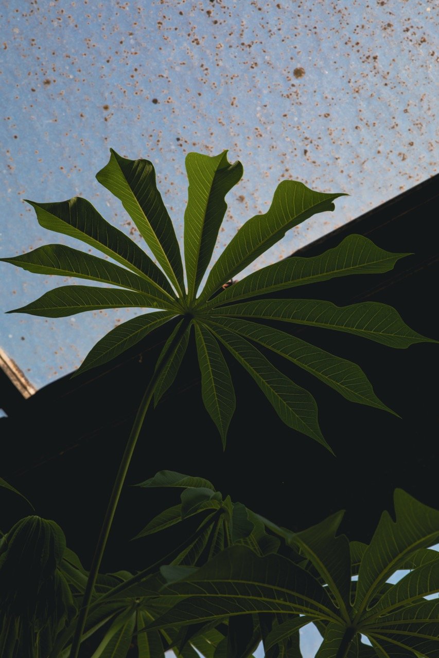 IGOSTUDIO-Akou-Jardinerie-112 - Grande.jpeg