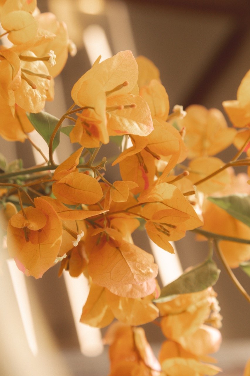 IGO-Akou-195 - Grande.jpeg