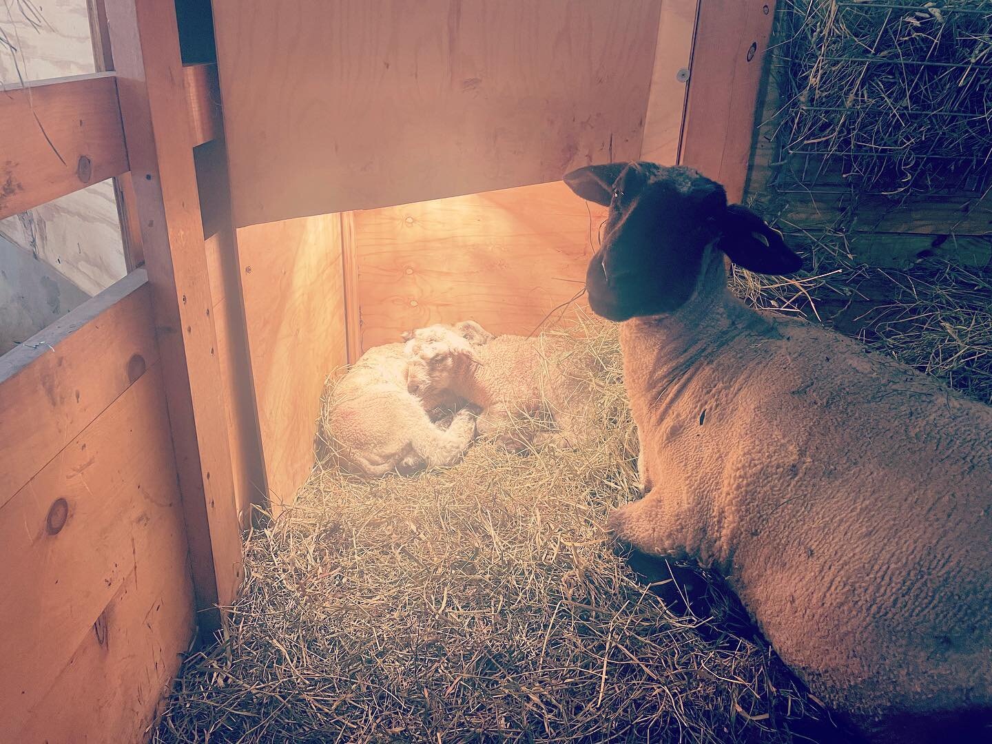 Just finished a four day string of twins. Closing out February were Harriet&rsquo;s and Sweet Pea&rsquo;s ewe/weather combos. Harriet&rsquo;s little girl says, &ldquo;thanks mom but&rdquo; #igetabetterviewfromhere