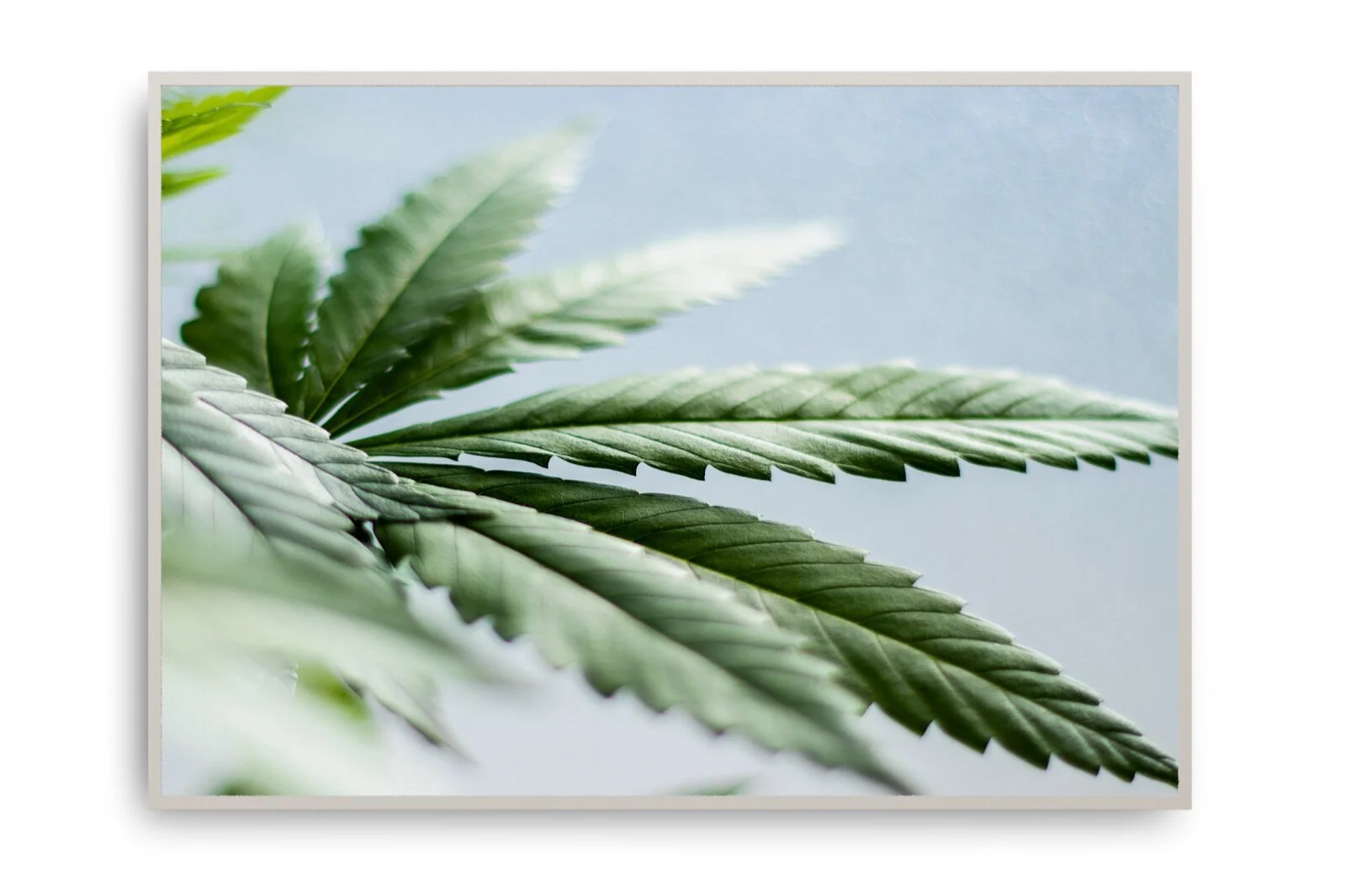 Hemp and Sustainability Why buy and sell hemp