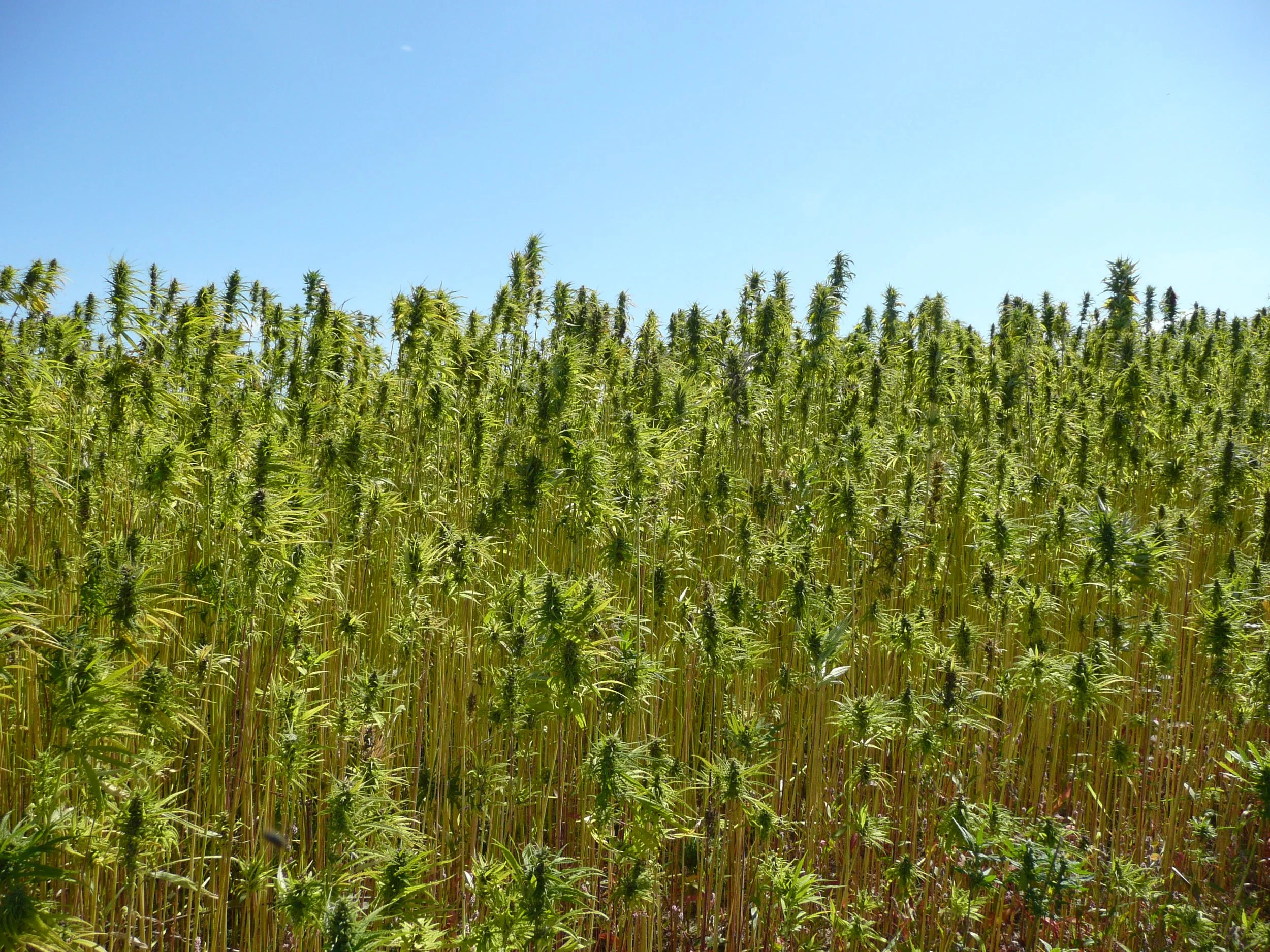 Chanvre - Karibati.JPG