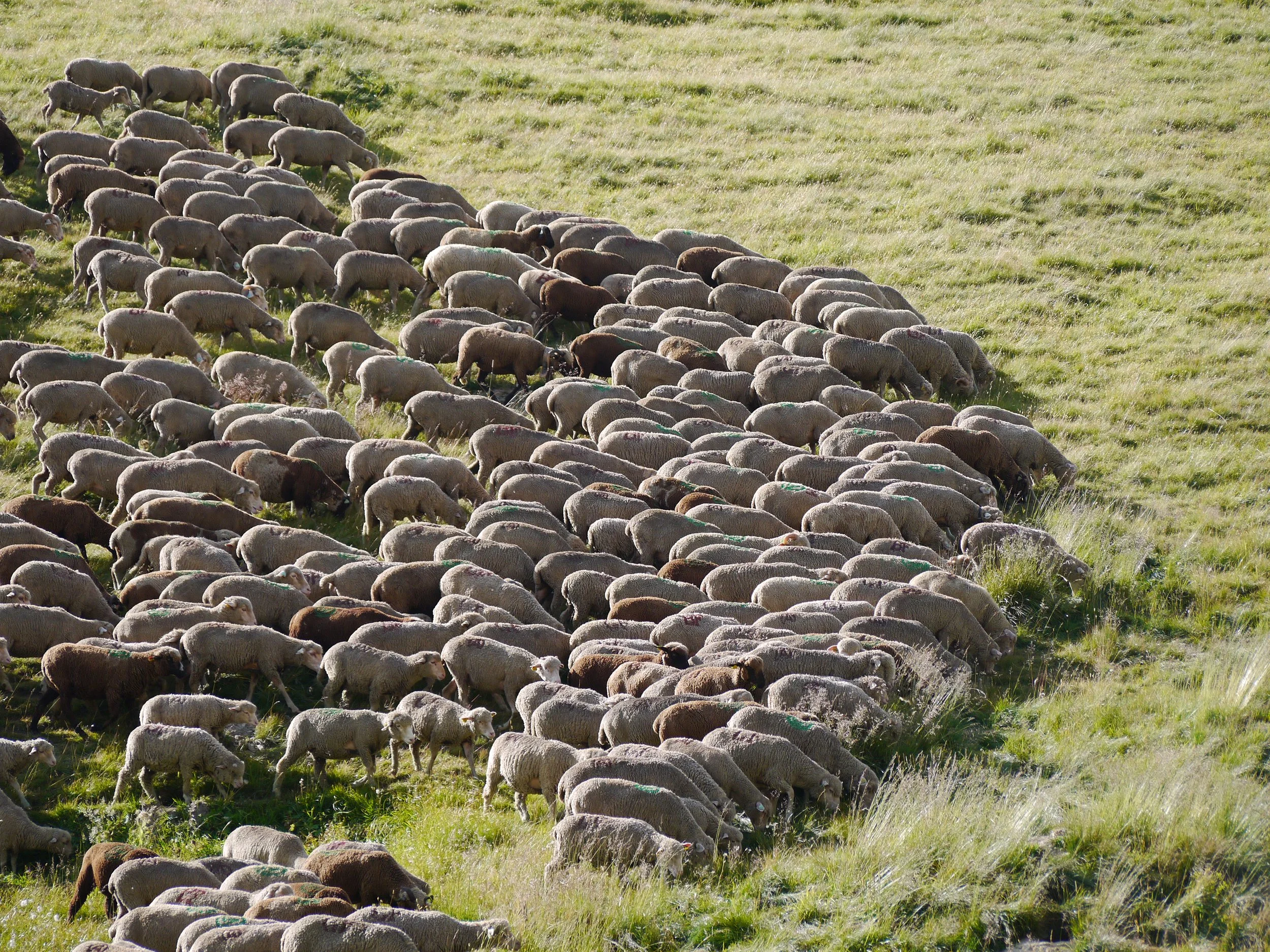 Mouton - Karibati.JPG