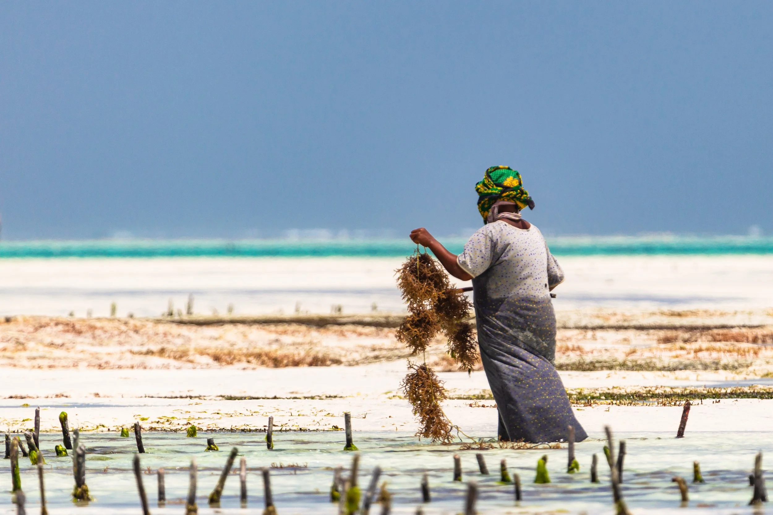 Seaweed Beach Lady.jpeg