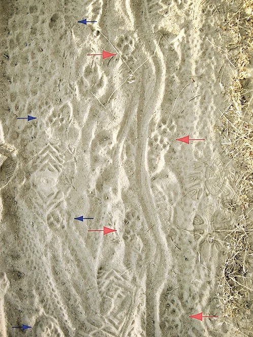 Footprints and markings in the sand with red and blue arrows pointing to different footprints - example of detailed notes in Jim Lowery's tracking guide books..