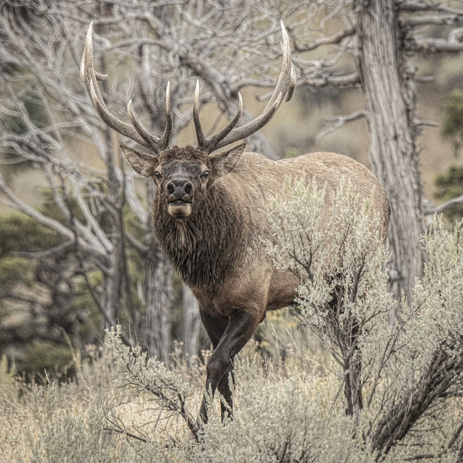 A majestic elk with large antlers standing amidst dry desert shrubs and trees - wildlife photograph by Mary Brooks nephew Rowan Nyman.