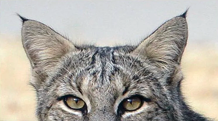 Close-up of a cat's face, focusing on its eyes and ears.