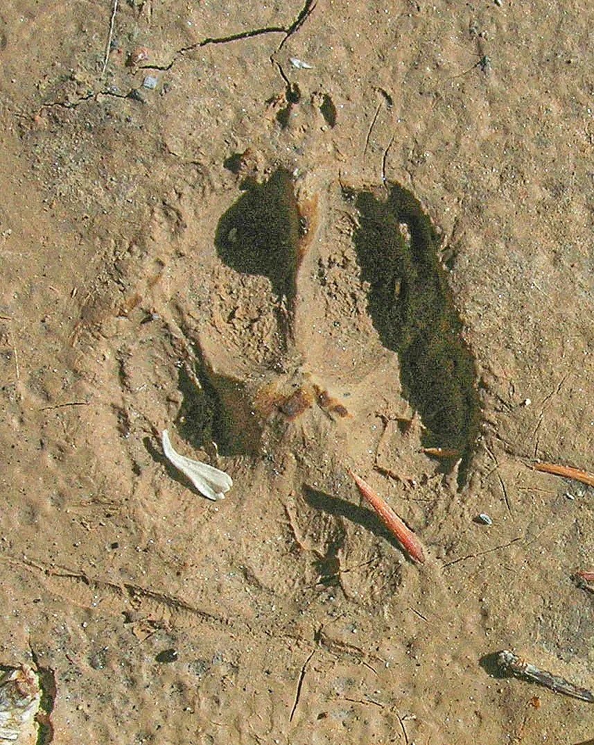 Gray+fox+track.jpg