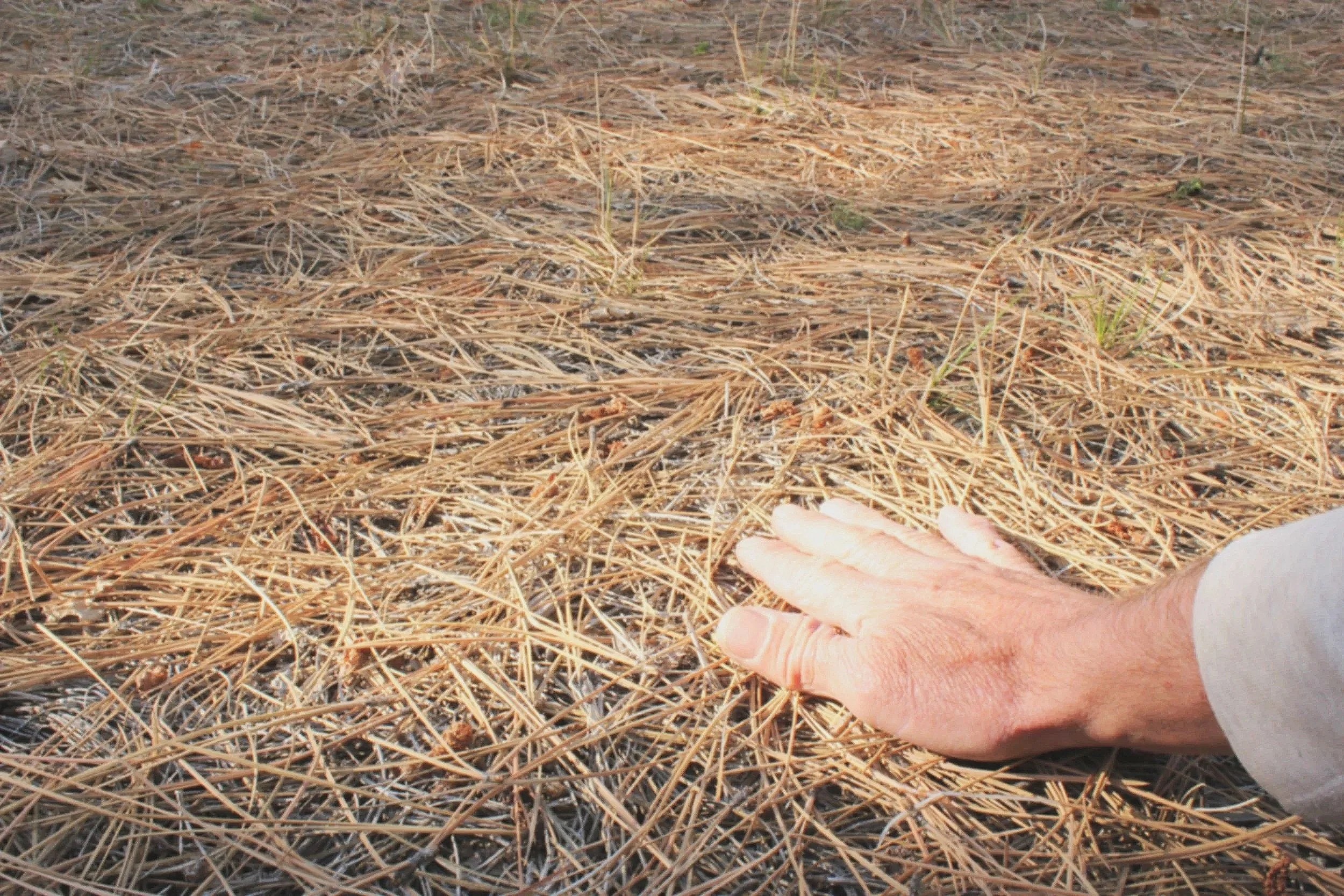 Close-up of master tracker Jim Lowery's hand touching dry, brown pine needles with an animal track.