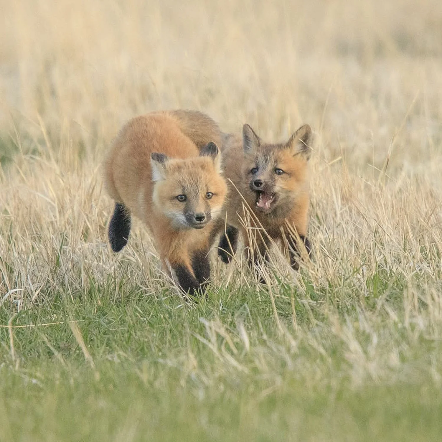 Two fox pups running through tall grass in a field - wildlife photograph by Mary Brooks nephew Rowan Nyman.