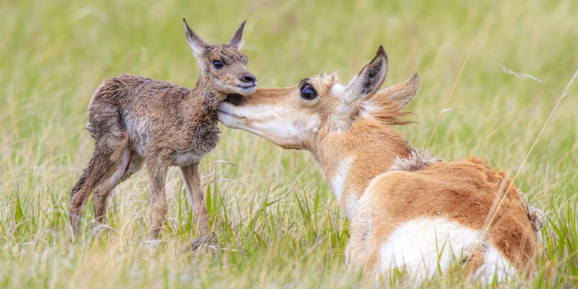 A baby deer nuzzles a resting adult deer in a grassy field - wildlife photograph by Mary Brooks nephew Rowan Nyman.