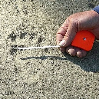 Close-up of a hand holding a measuring tape against a bear print in sand during an Advanced Tracking Class taught by Earth Skills.