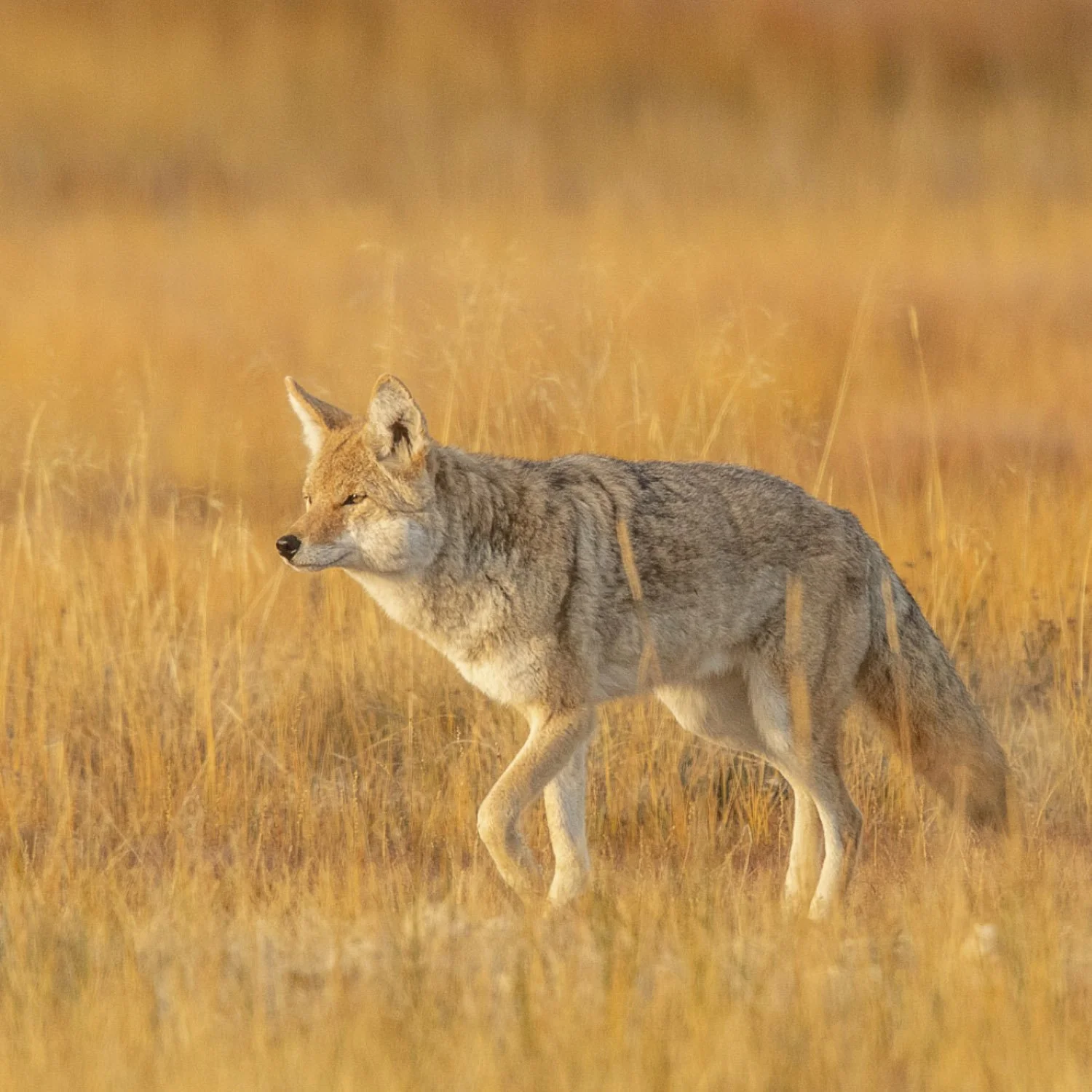 A coyote walking through a grassy field during sunset or sunrise - wildlife photograph by Mary Brooks nephew Rowan Nyman.