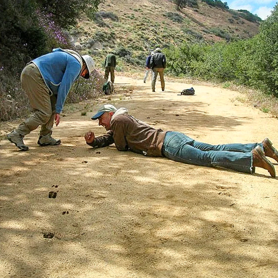 A experienced intuitive tracking student lying on a dirt trail, studying mammal tracks, with other trackers walking in the background.