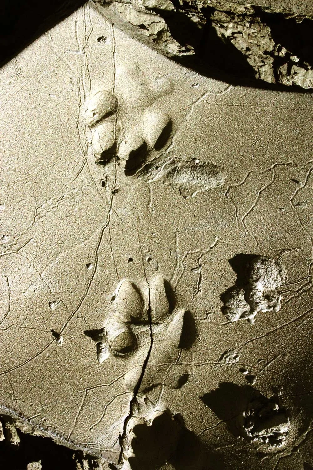 Tracking Classes, Animal Tracks, Earth Skills, Jim Lowery-5.JPG