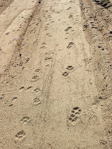 Sandy path with animal tracks and footprints.