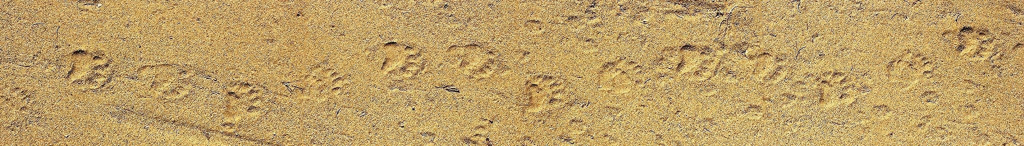 Sand with a series of mammal tracks.