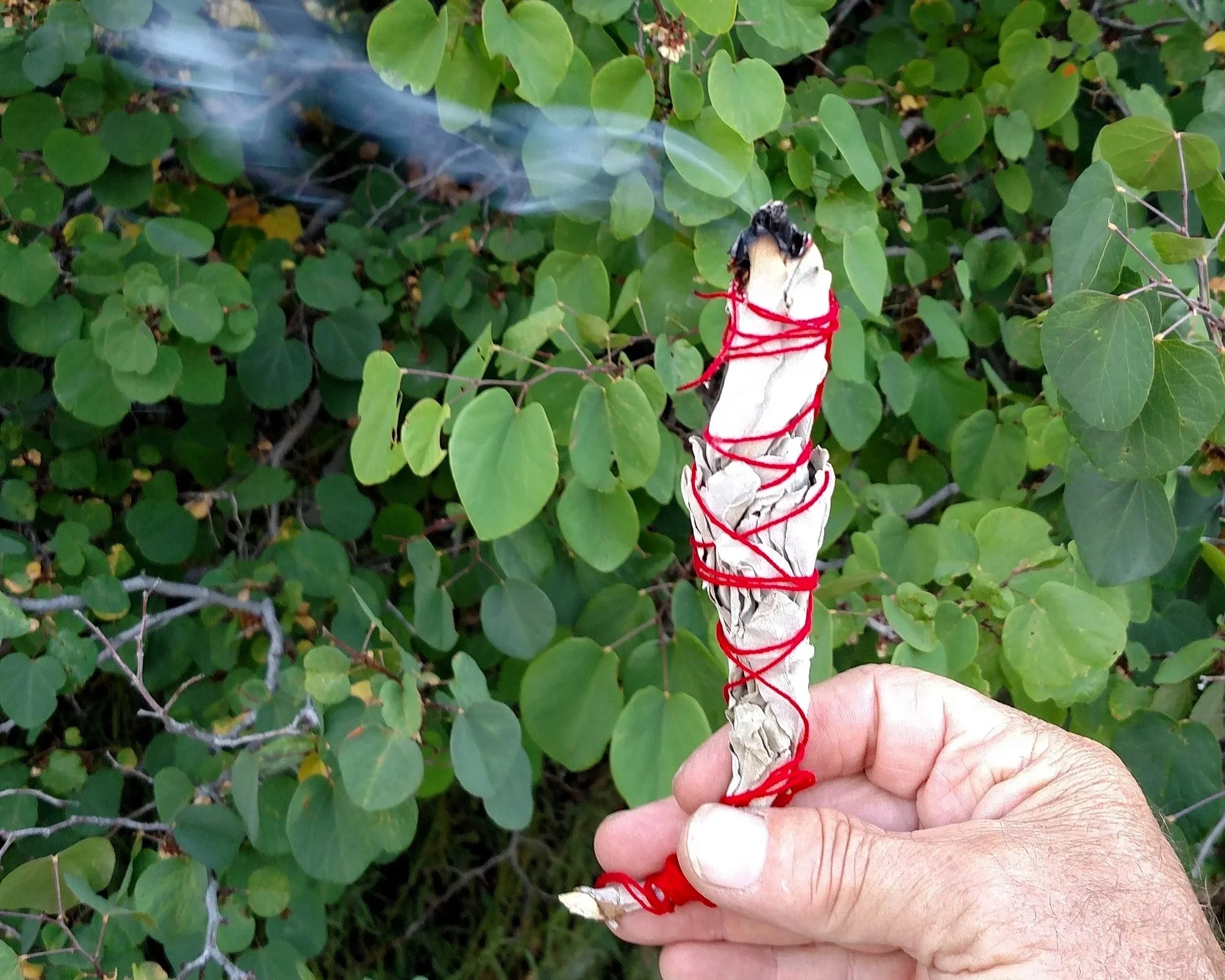 A person's hand holding a wrapped bundle of tobacco with red string in front of green bushes.