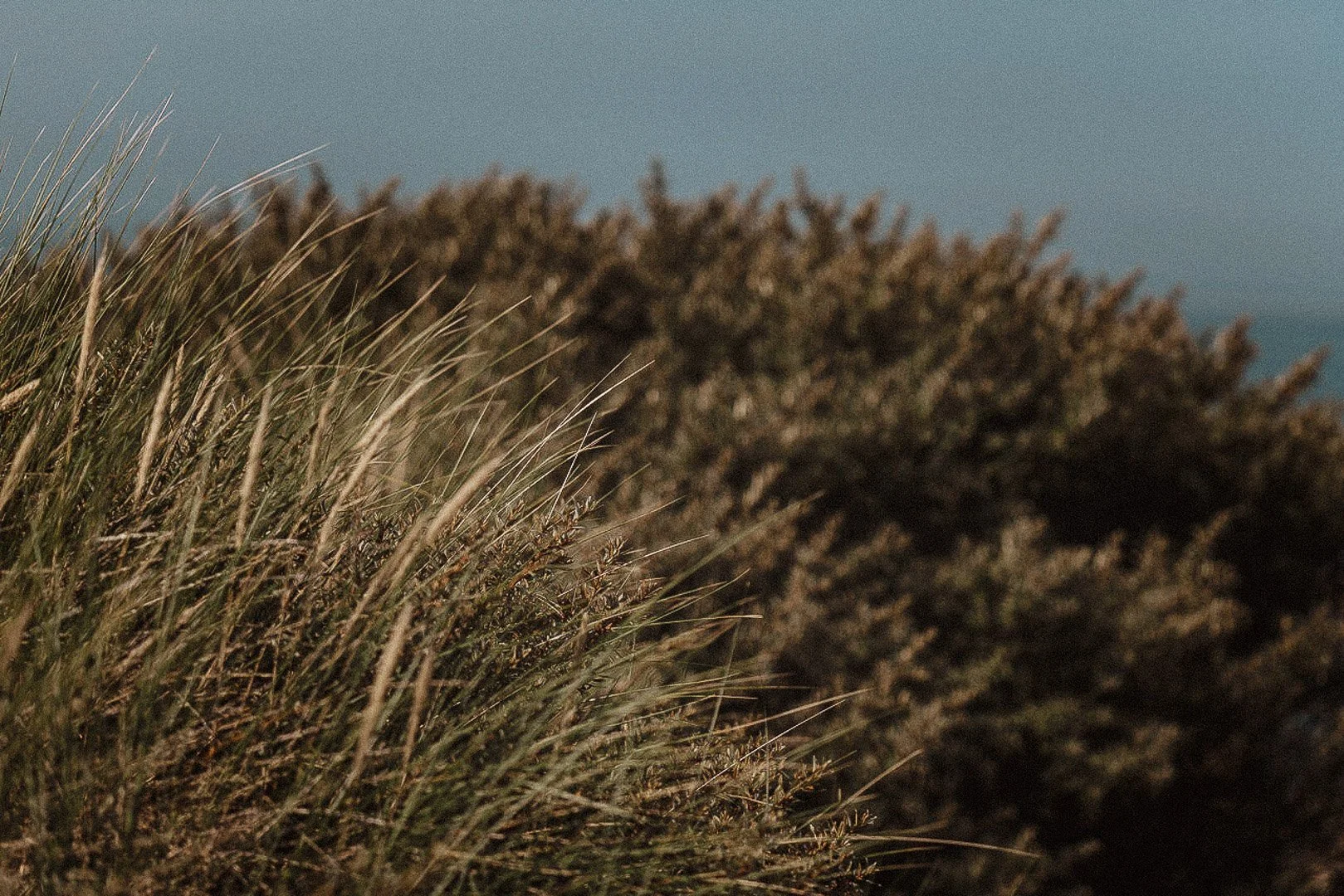 Detlev Bock_Colorchrome_Portfolio_Section_Yulef in Dunes_120dpi-8.jpg