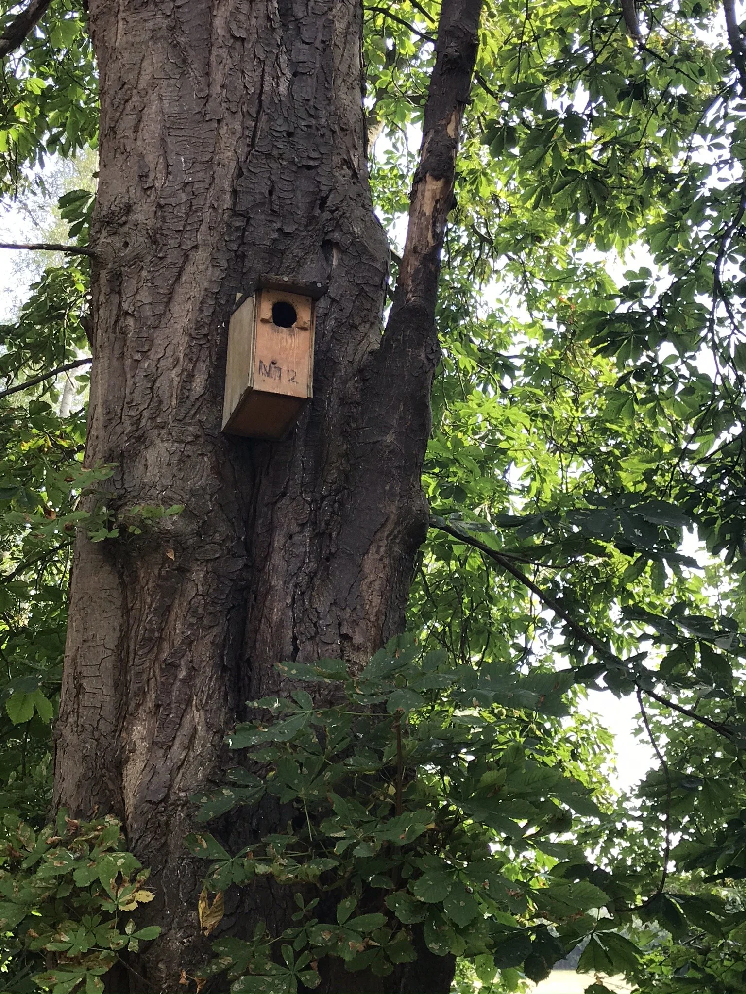 Owl Box