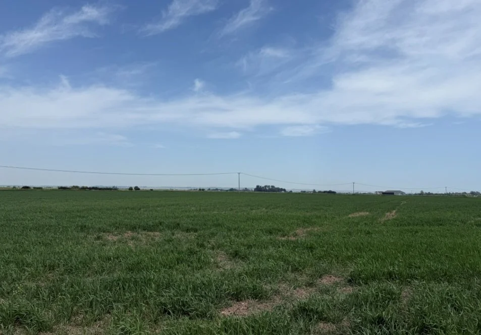 1. Path next to marshland.jpg