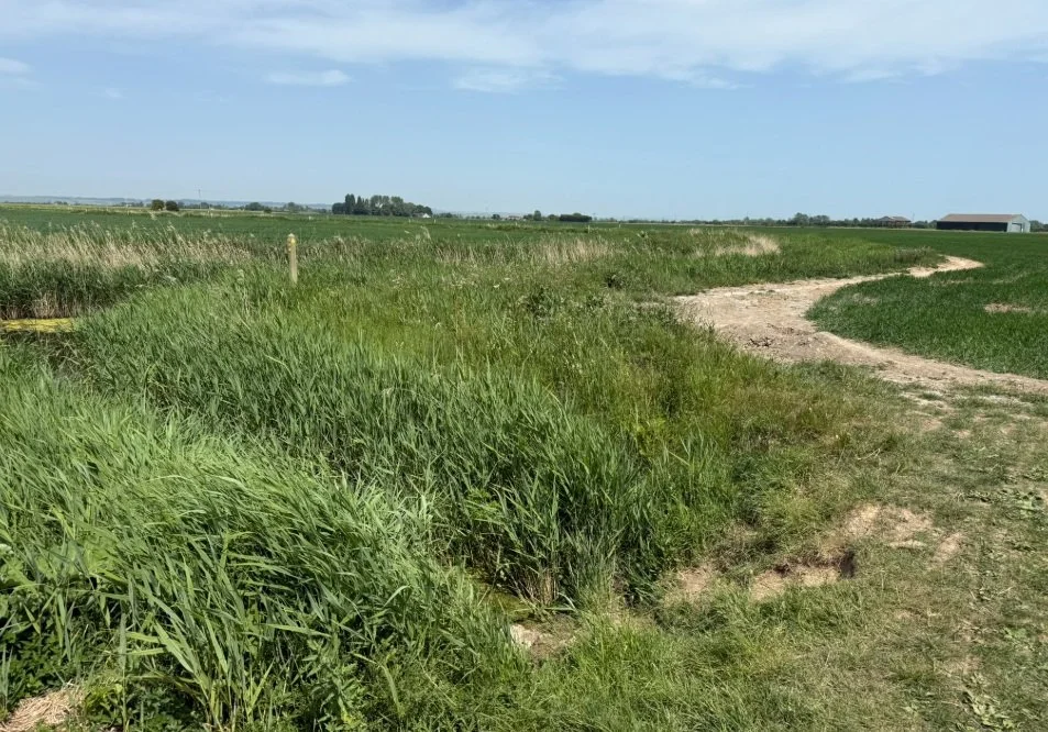 2. Field crossing over drainage channel into Wallingham Sewer.jpg