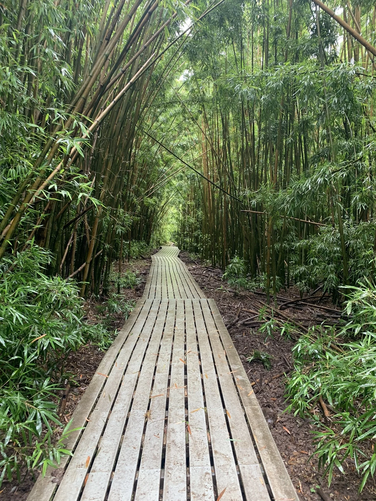 wooden boardwalk in bamboo forest pipiwai trail maui hawaii