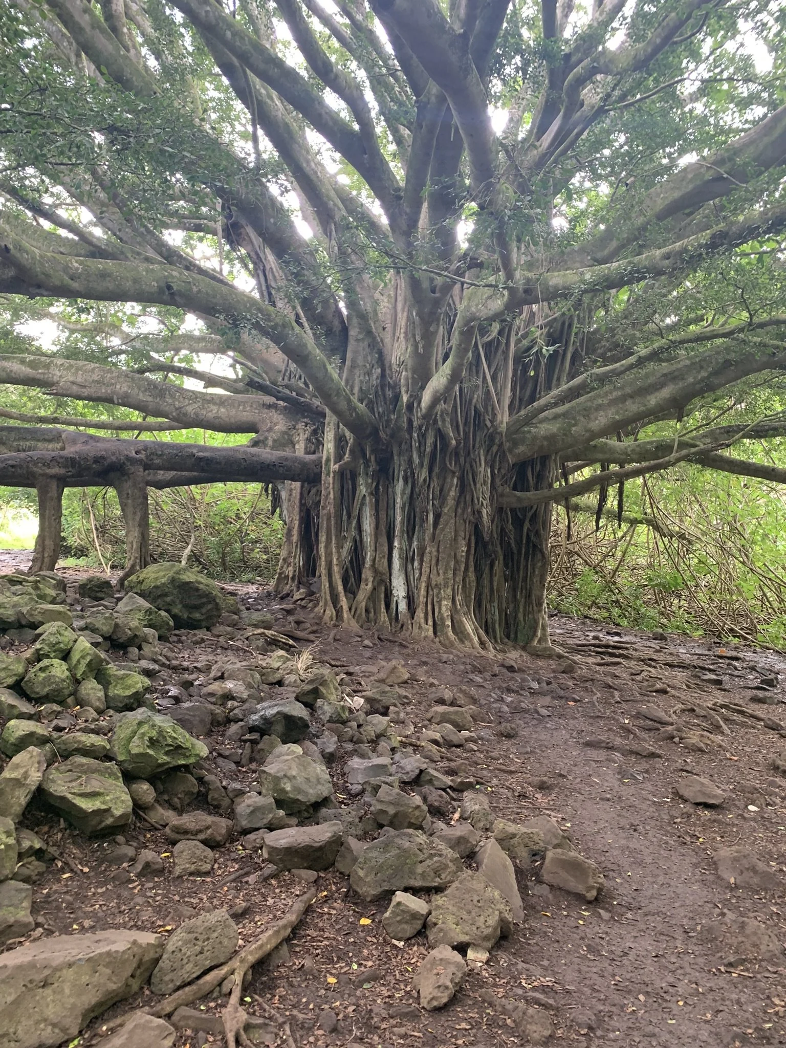 Large banyan tree on pipiwai trail maui hawaii