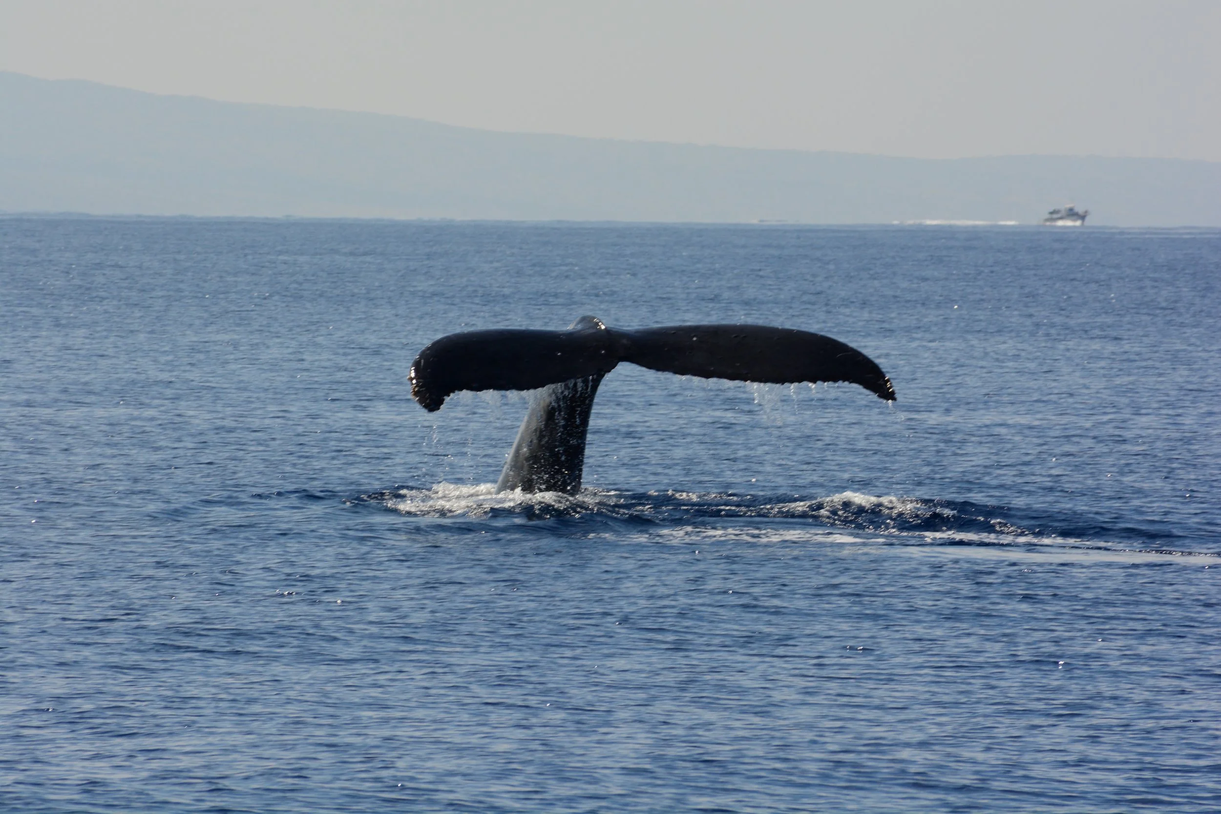 Humpback whale lifting its tail out of the water off Maui during a family whale watching tour