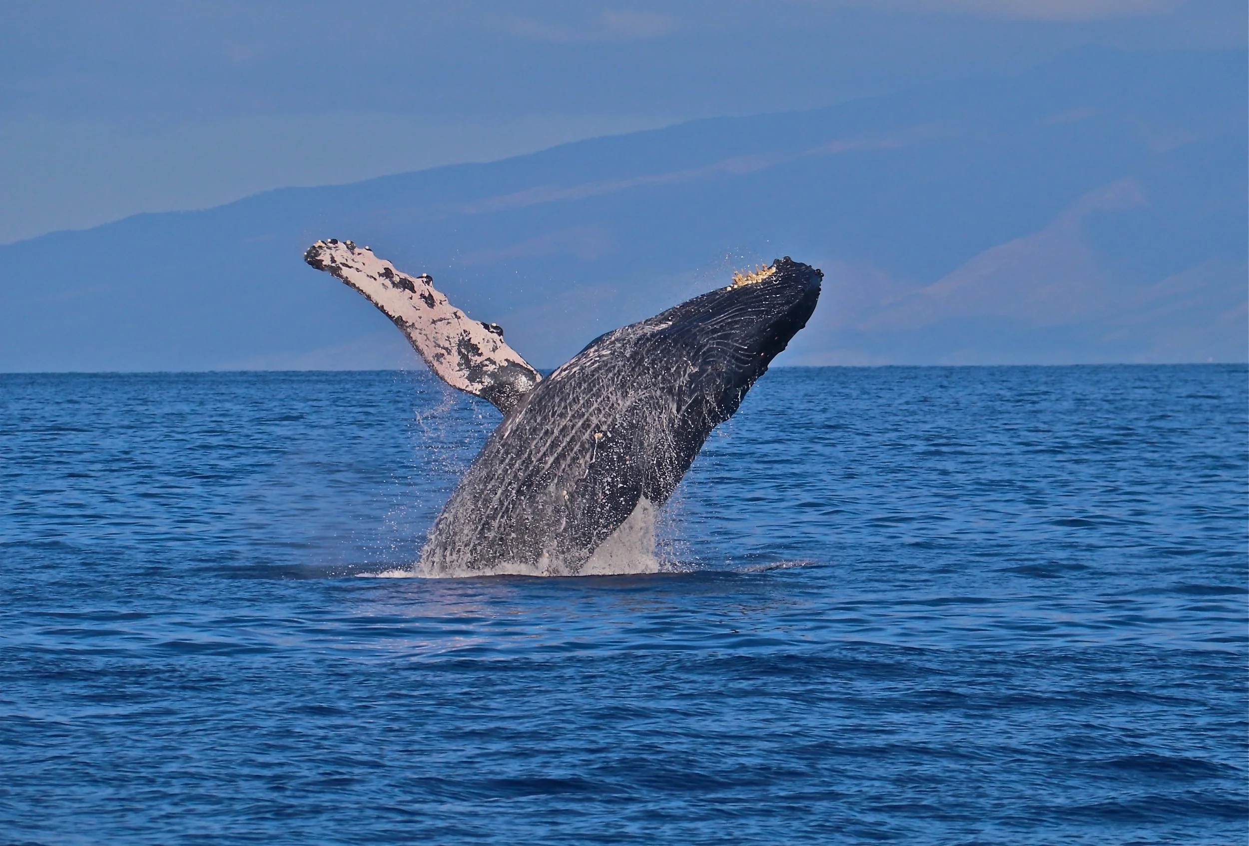 Humpback whale breaching in the Auau Channel off Maui during whale season