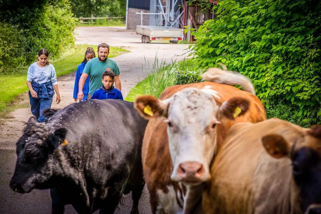 Cow move (1).jpg