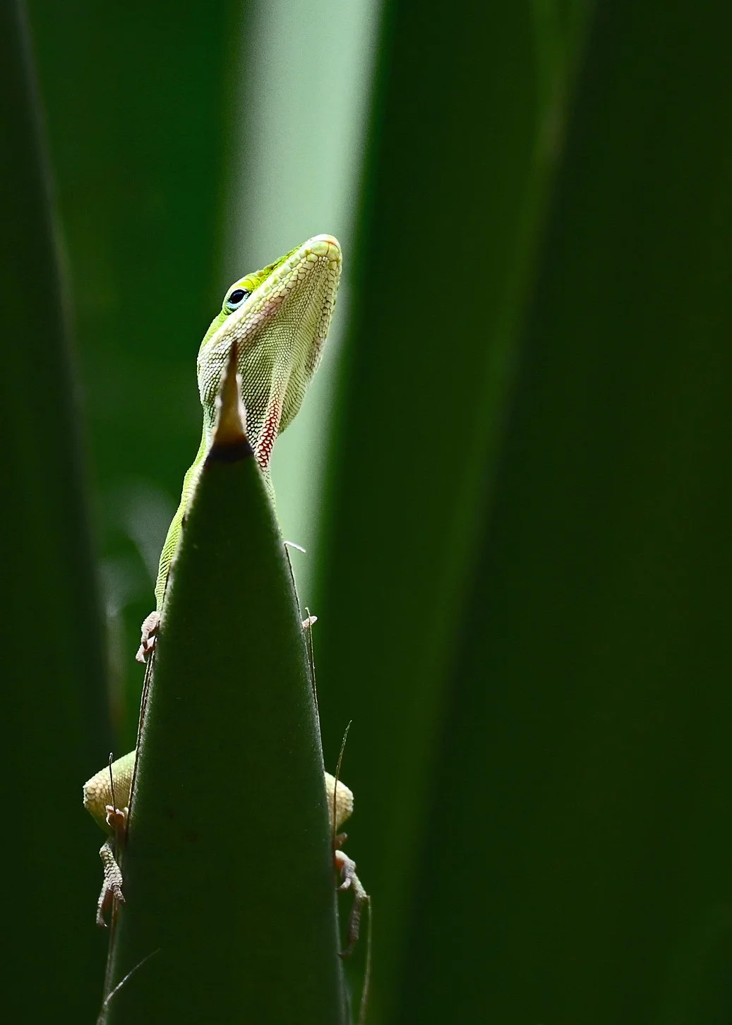 Michelle Council - Frond Jockey