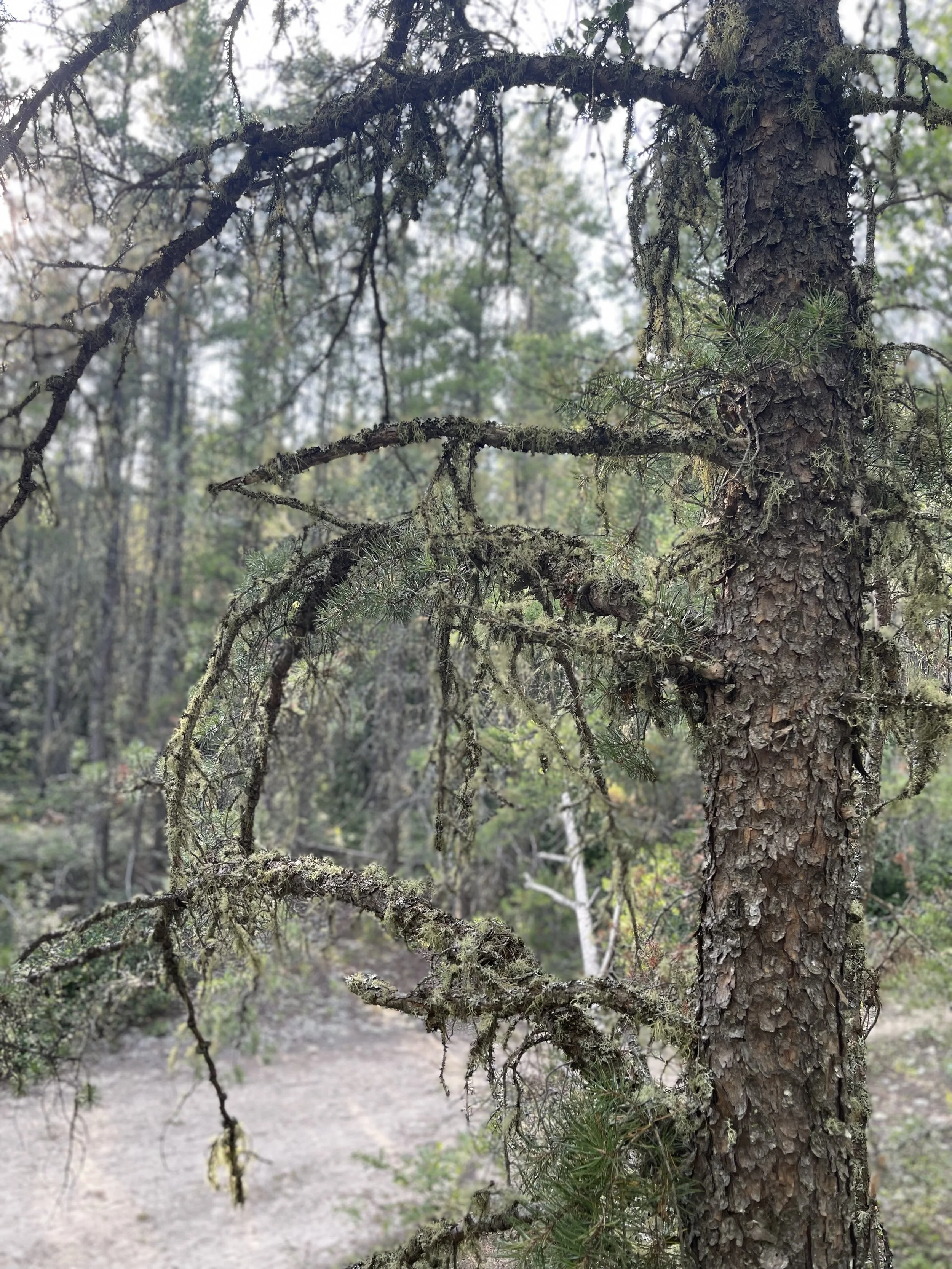Teresa Blake - In the Tree Stand
