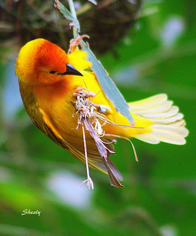 Carl L. Shealy, Jr - Central Park Yellow