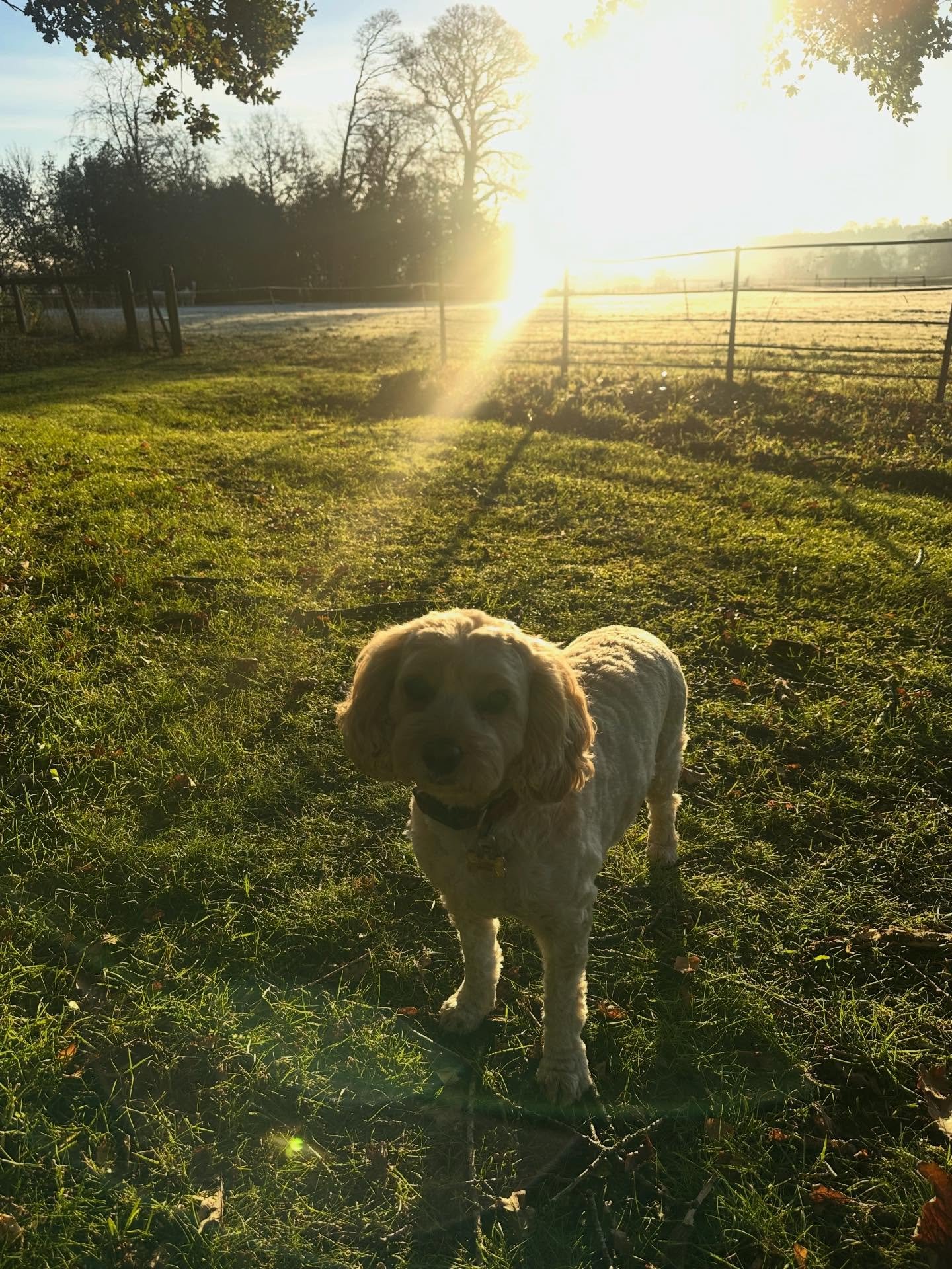 A frosty stroll with my four legged friend! Our venue transforms into a wonderland this time of year - perfect for couples dreaming of a magical winter celebration. Imagine saying &lsquo;I do&rsquo; surrounded by sparkling grounds and timeless beauty