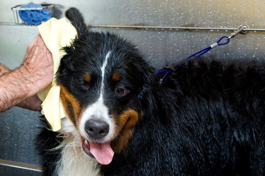 Bernese Mountain dog getting a bath, tongue out