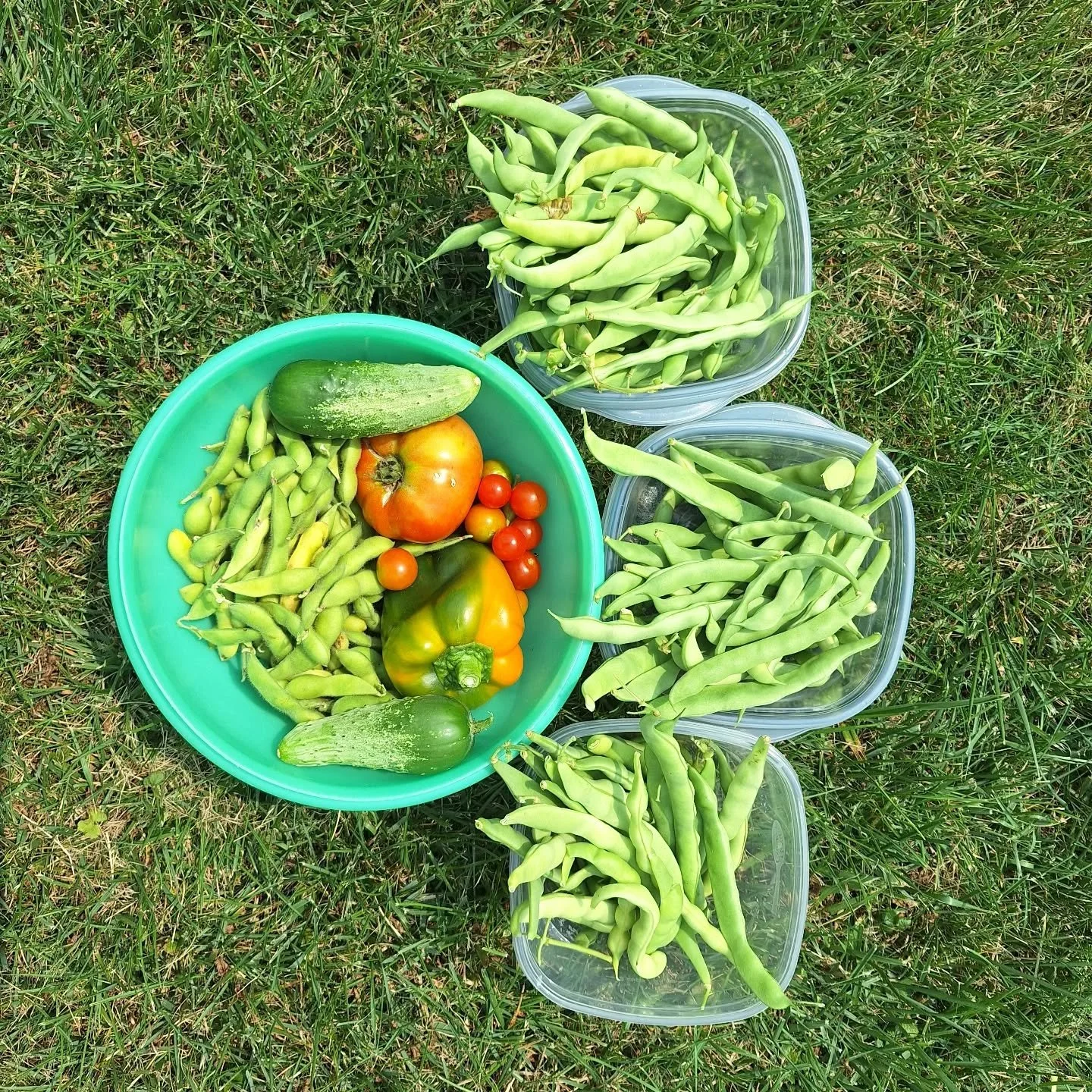 Last week's harvest at a client for whom we do vegetable maintenance. So many green beans, also edamame, tomatoes, cucumber, and pepper